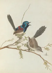 多彩なウグイス。ルーイン、ジョン。自然史を持つニューサウスウェールズ州の鳥。シドニーGハウ...